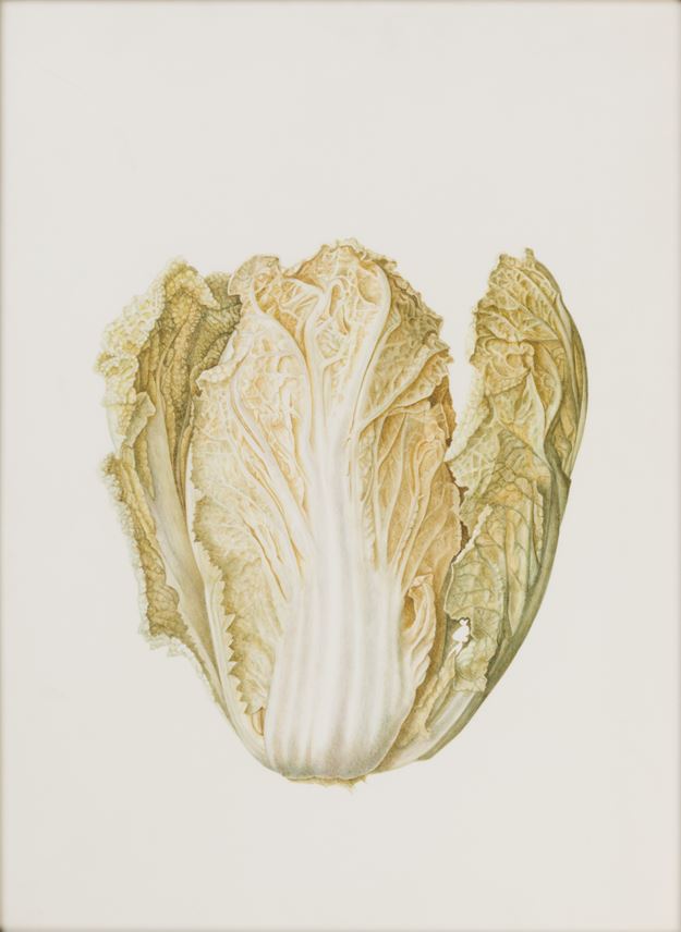 Brigid EDWARDS - Chinese Cabbage | MasterArt